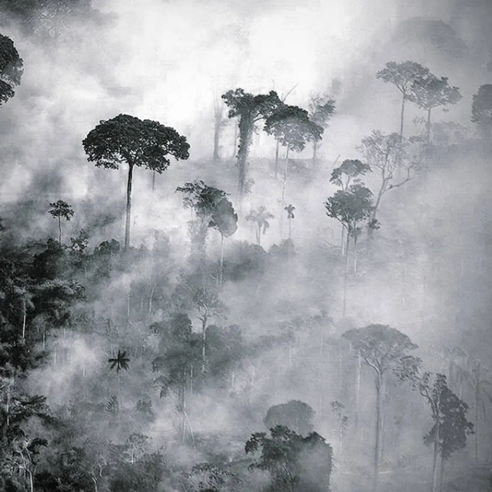 Foto en blanco y negro de arboles en medio del humo.